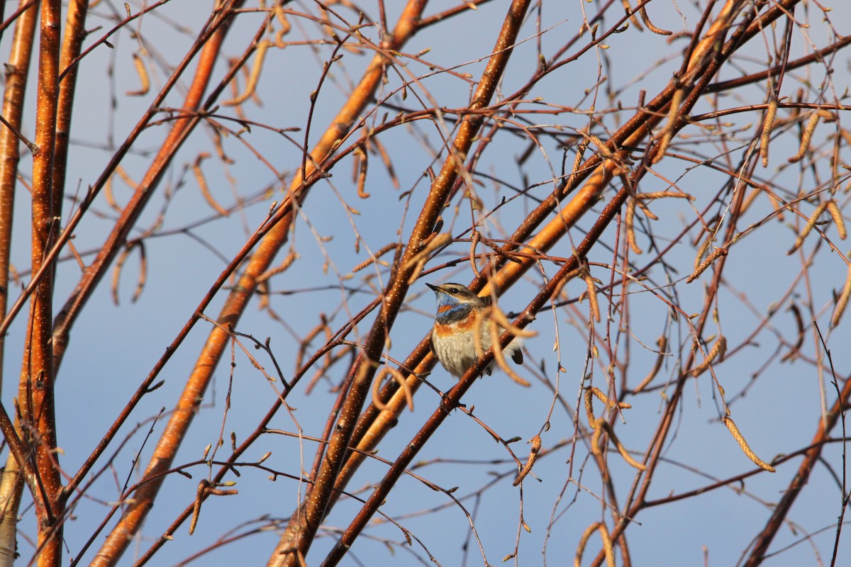 Bluethroat - ML442978951