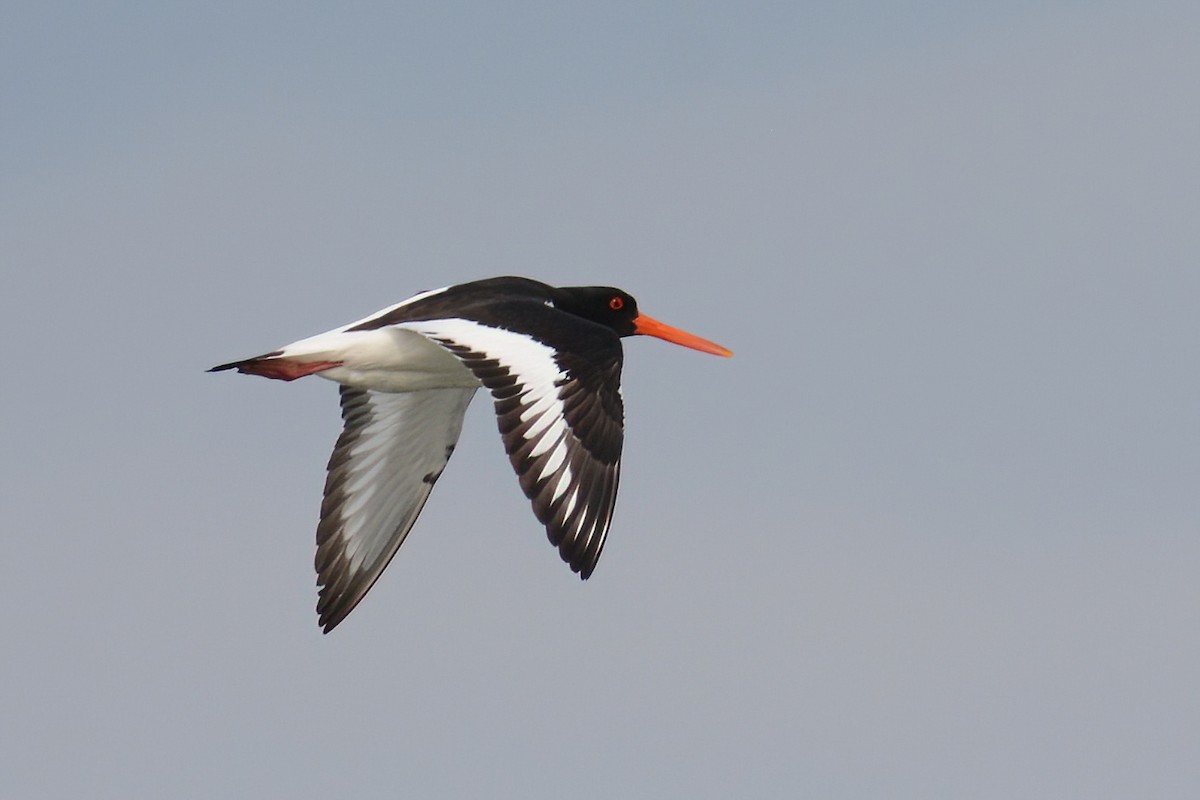 Eurasian Oystercatcher - Ergün Cengiz