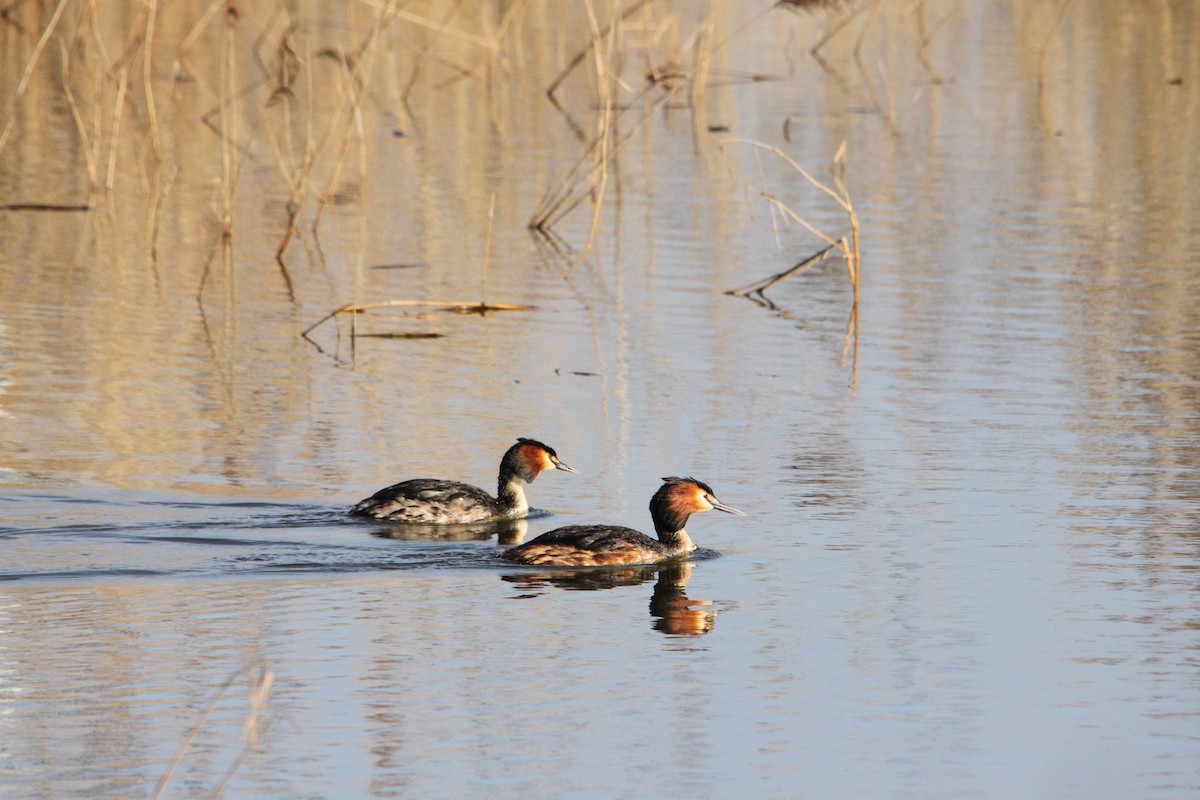 Great Crested Grebe - ML442979331