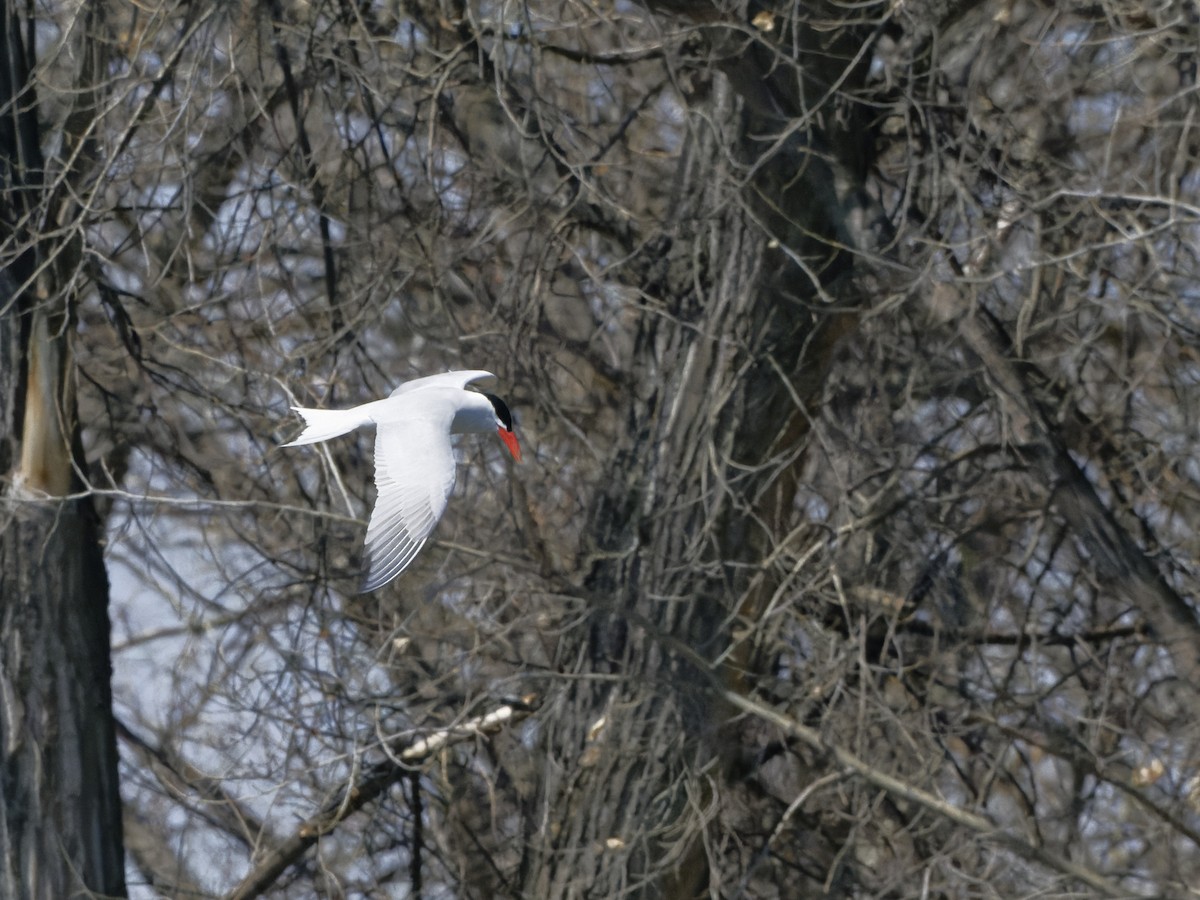 Caspian Tern - ML442980391