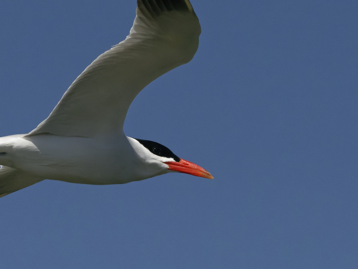 Caspian Tern - ML442980411