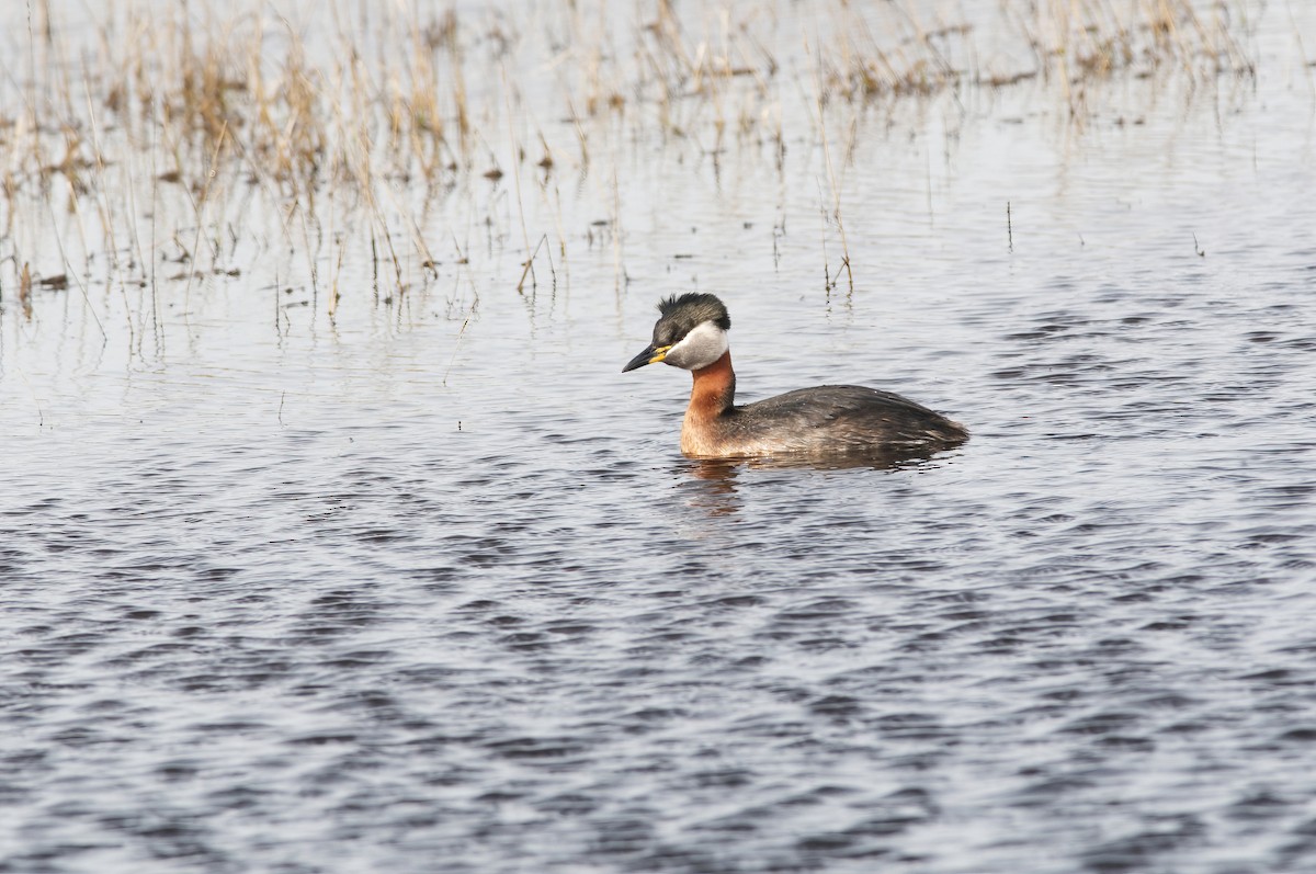 Murgil lepagorria - ML442981141
