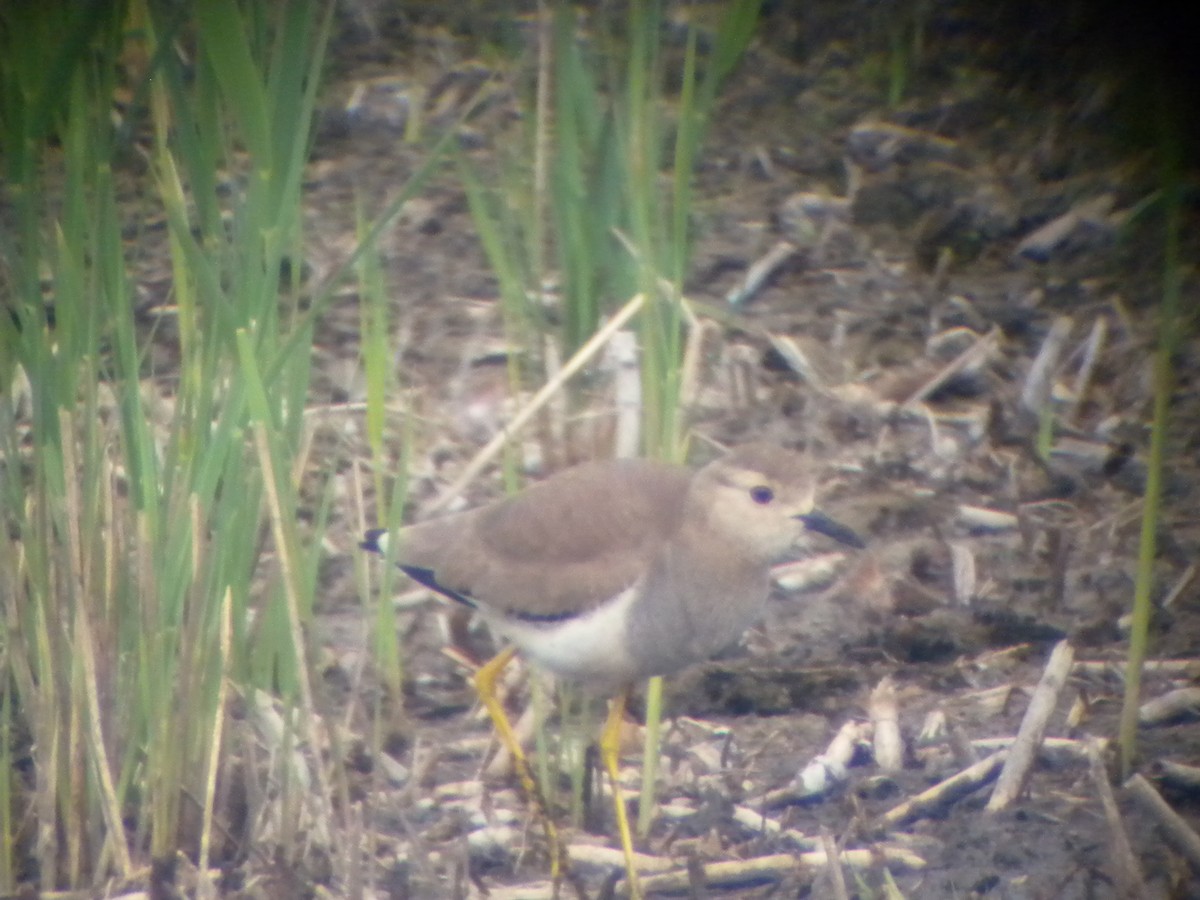 White-tailed Lapwing - ML442982401