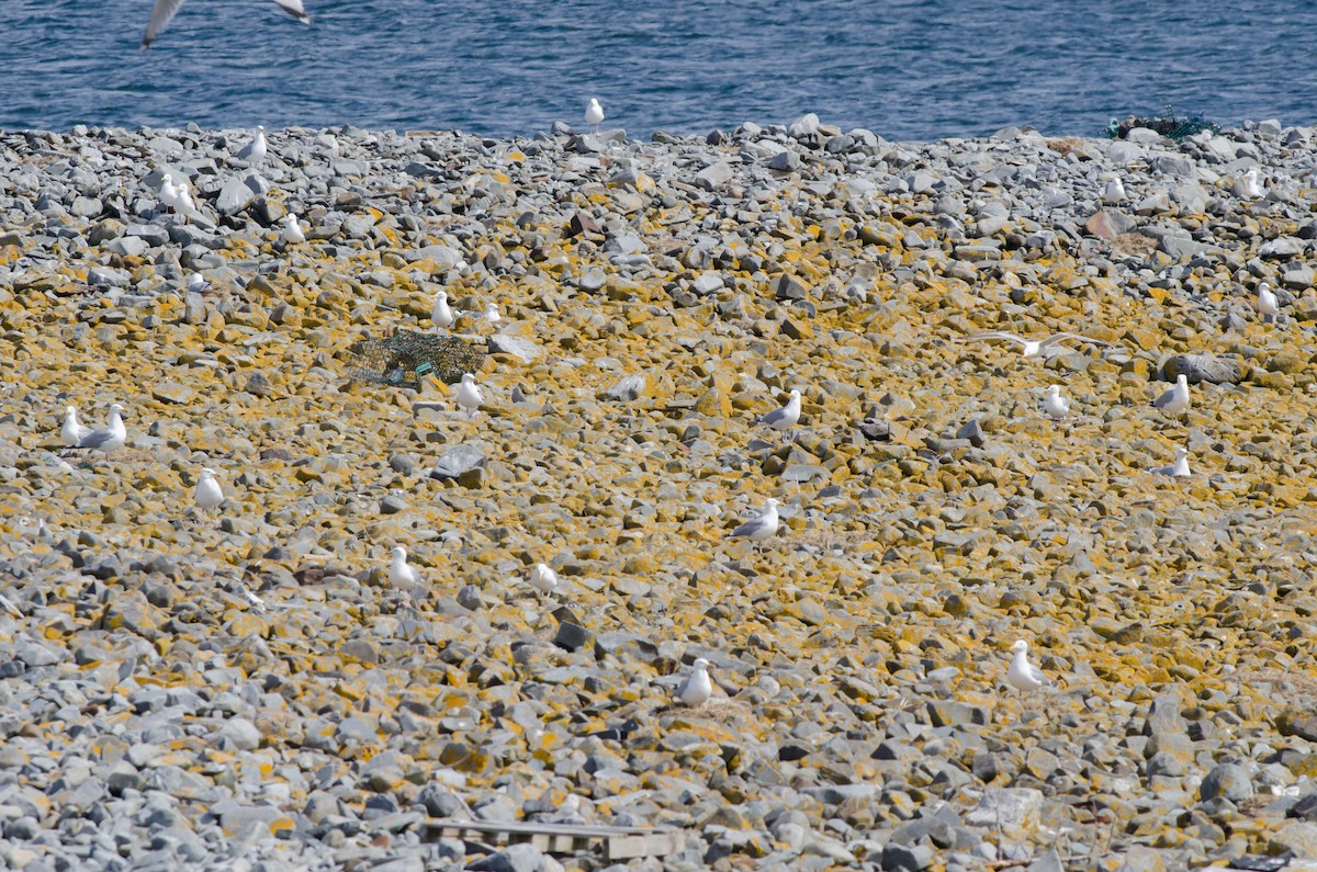 Gaviota Argéntea - ML442982661