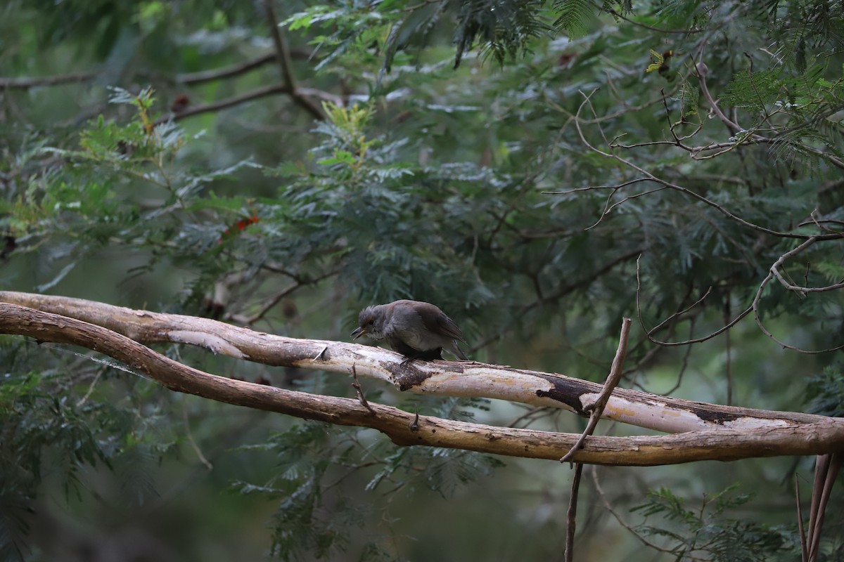 Gray Shrikethrush - ML442982971