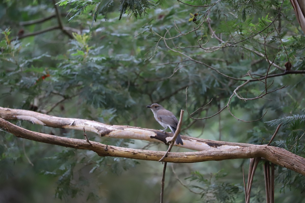 Gray Shrikethrush - ML442983261