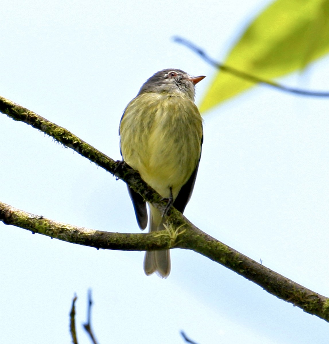 White-fronted Tyrannulet - ML442983441