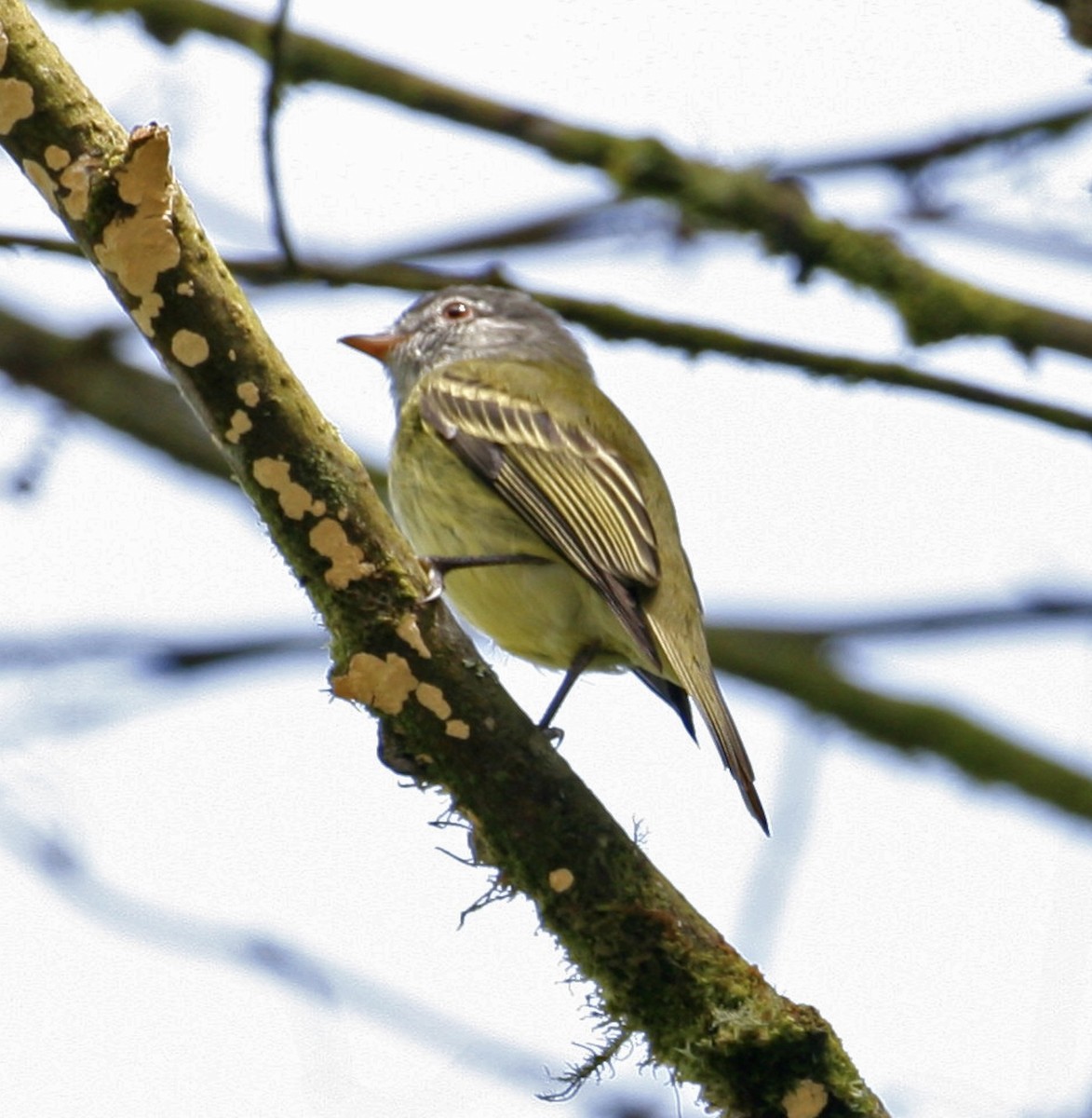 White-fronted Tyrannulet - ML442983451