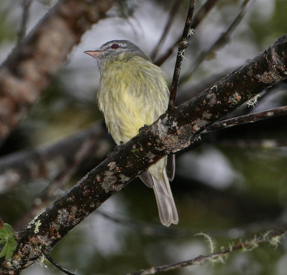 White-fronted Tyrannulet - ML442983461