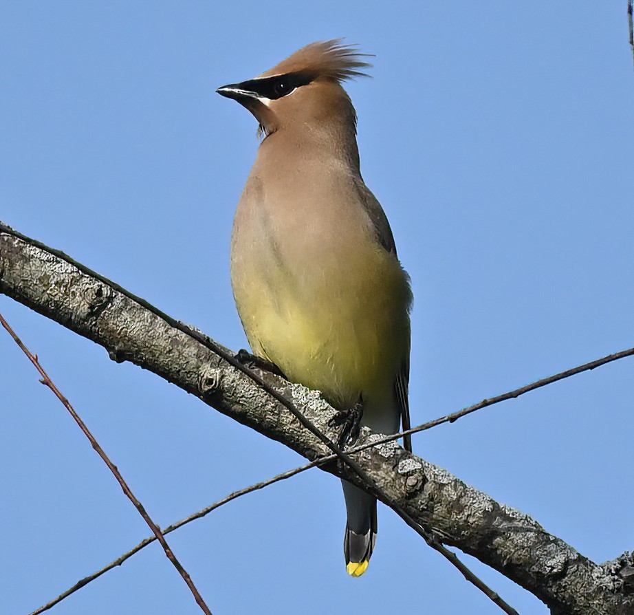 Cedar Waxwing - ML442983991