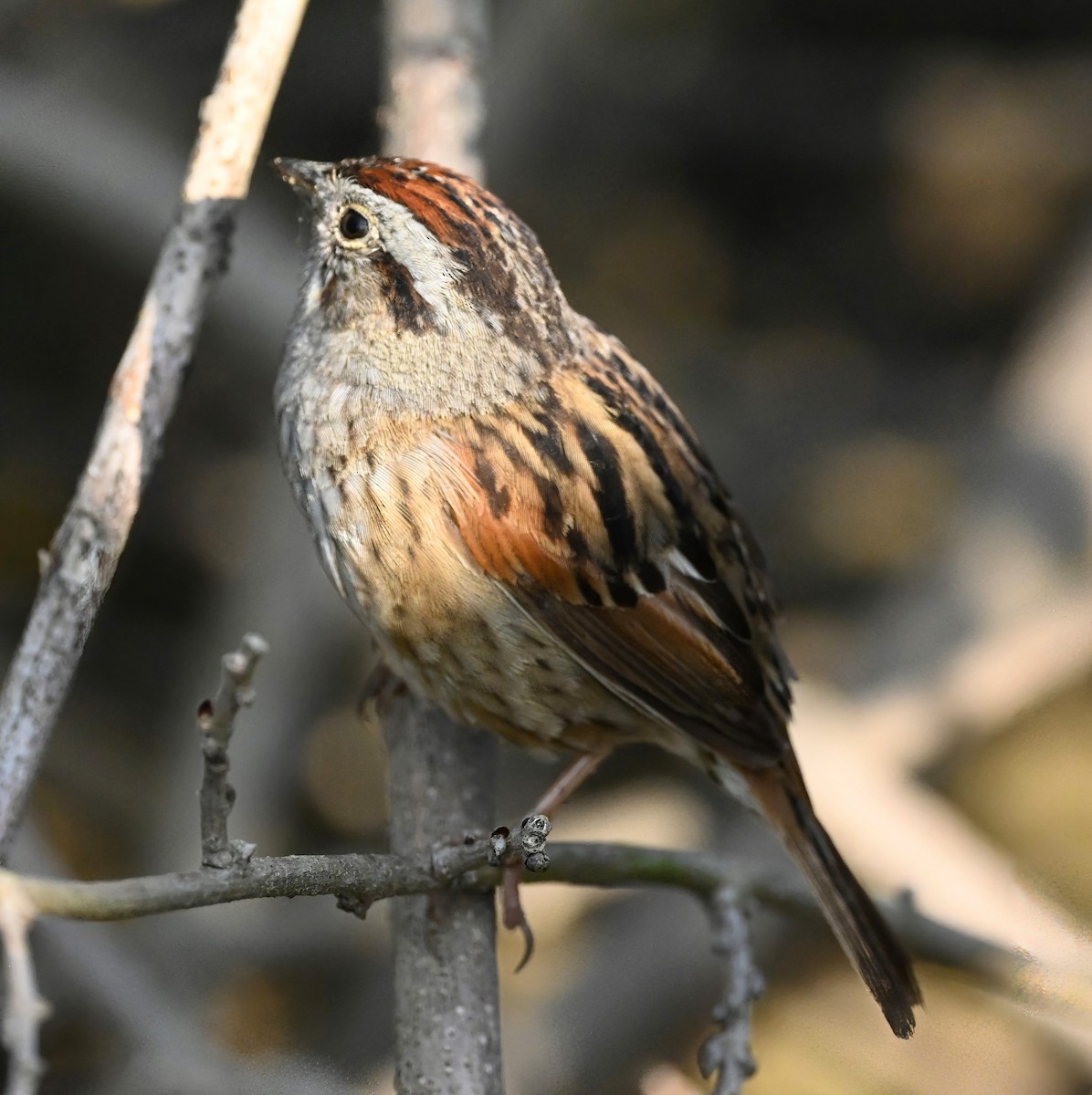 Swamp Sparrow - ML442984051