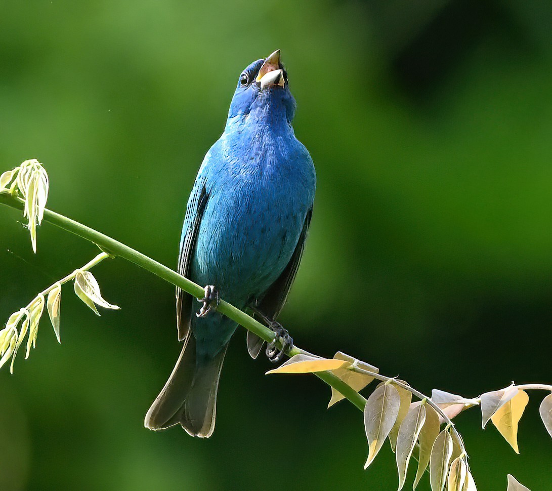 Indigo Bunting - ML442984091