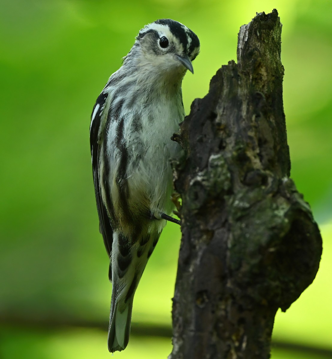 Black-and-white Warbler - ML442984121