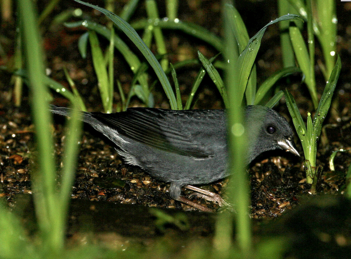 Slaty Finch - Joseph Tobias