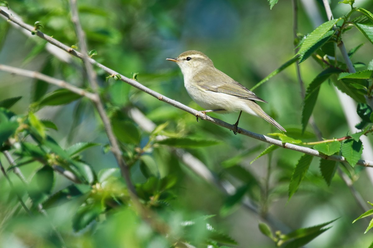 Txio berdexka - ML442984871