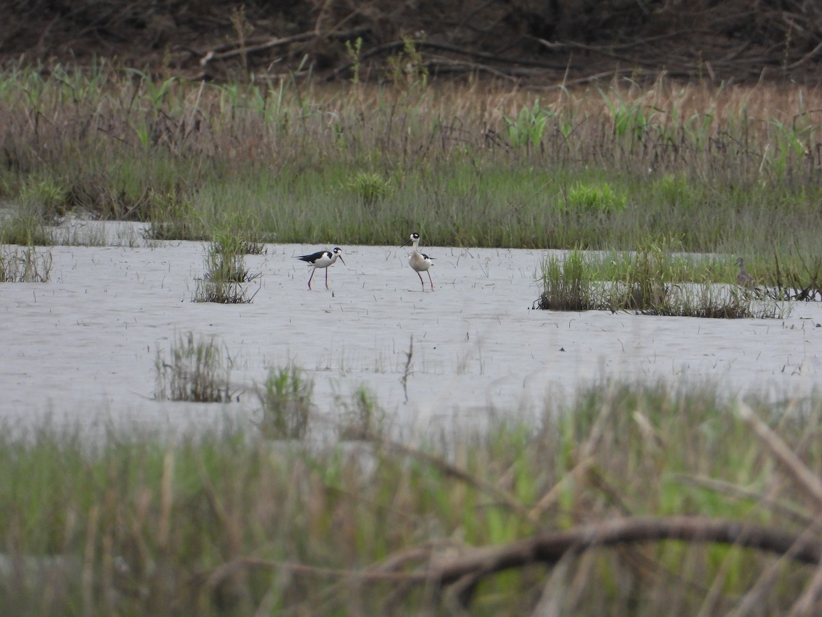 Black-necked Stilt - ML442987311