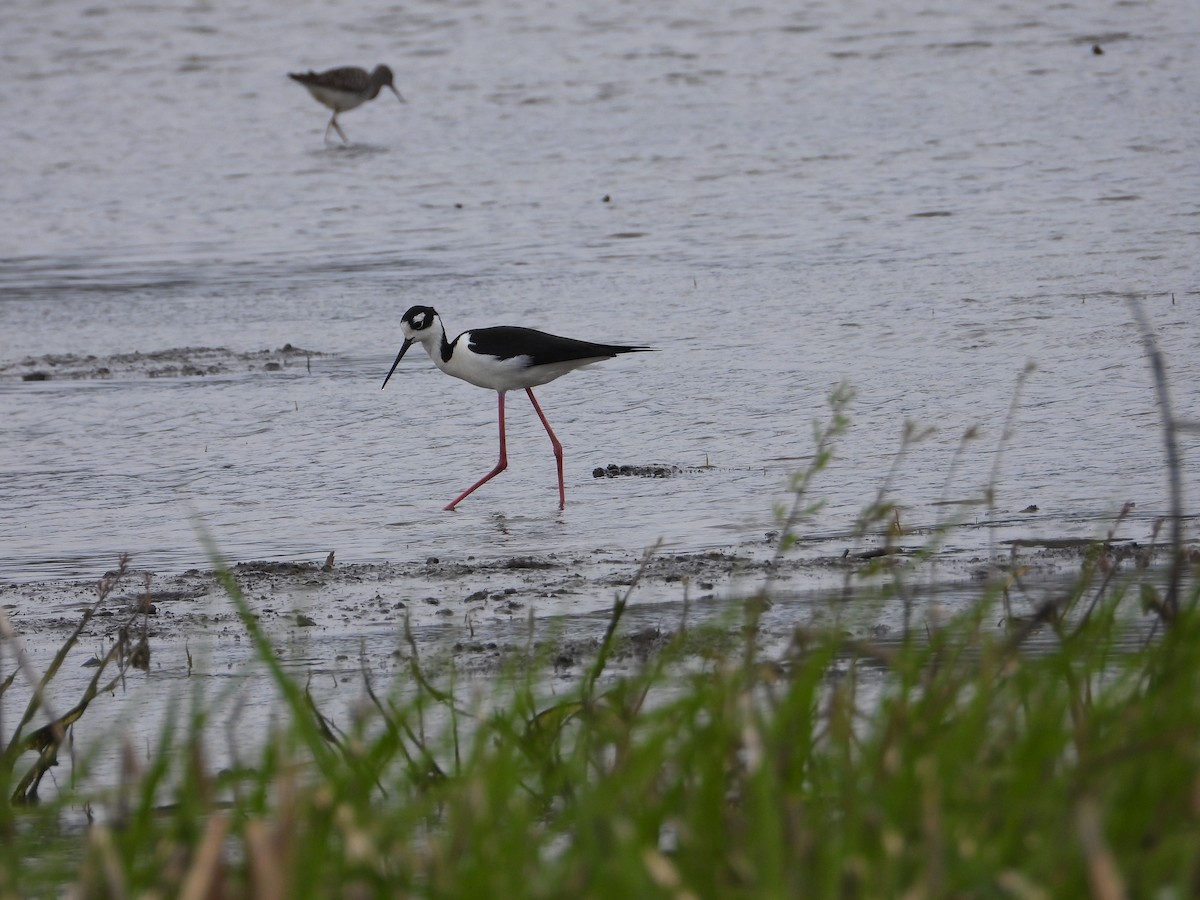 Black-necked Stilt - ML442987321