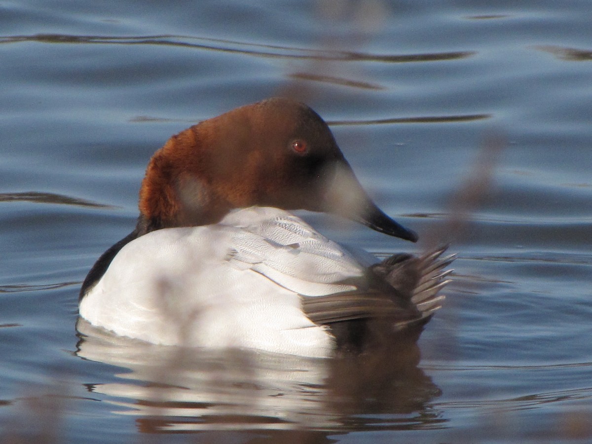 Canvasback - ML44298741