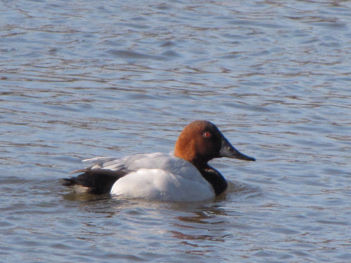 Canvasback - ML44298751