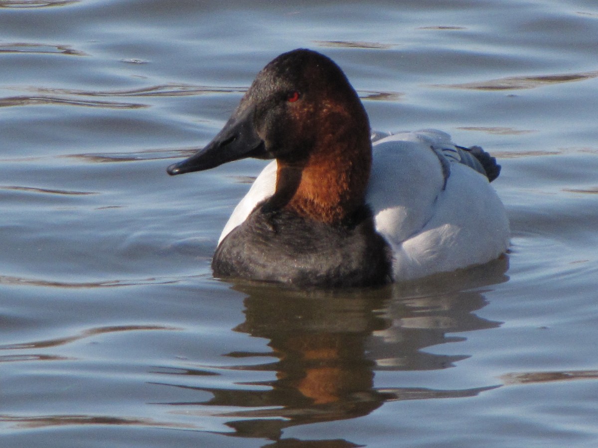 Canvasback - ML44298761