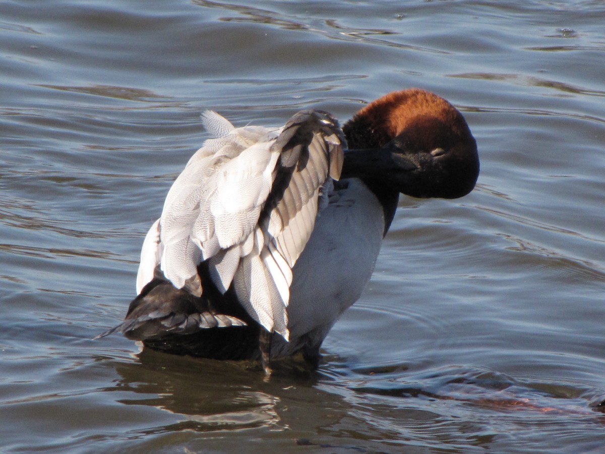 Canvasback - ML44298781