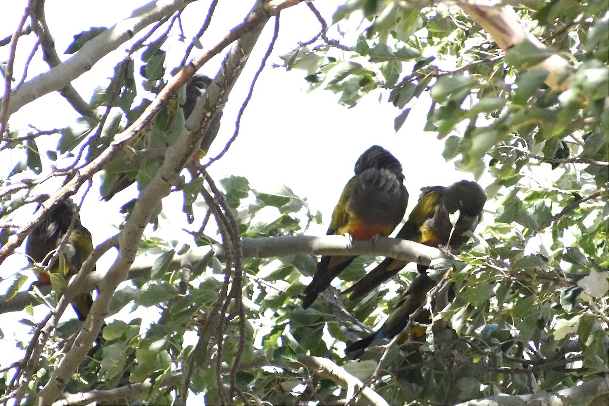 Conure de Patagonie - ML442987821