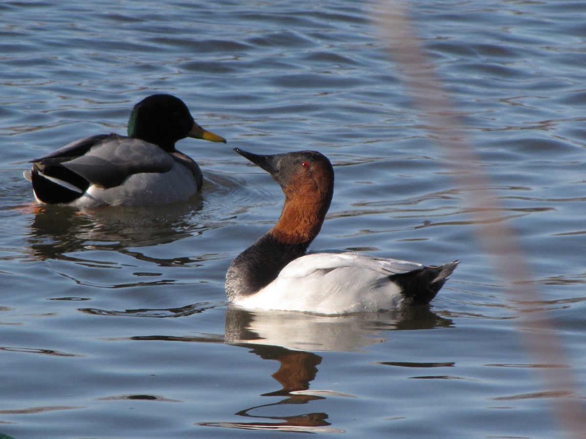 Canvasback - ML44298791