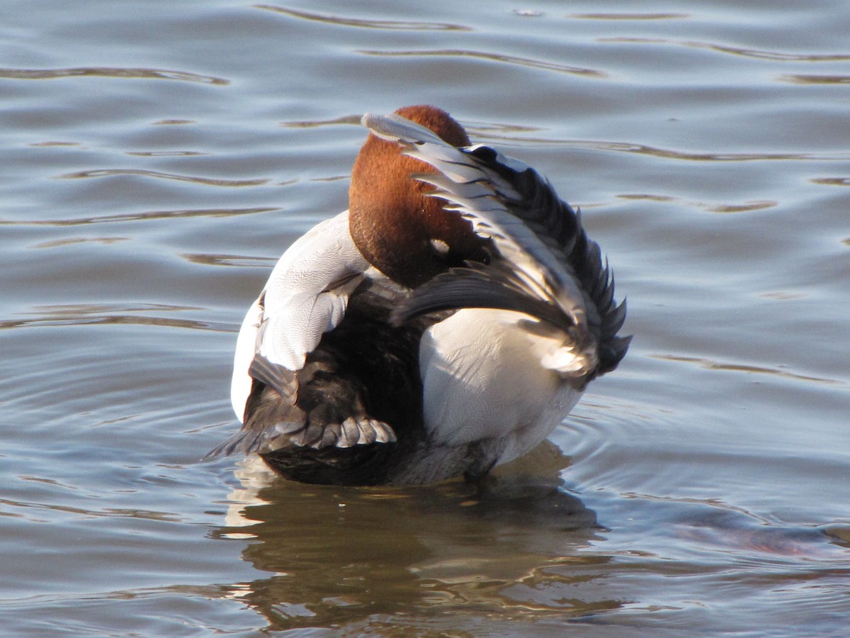 Canvasback - ML44298811