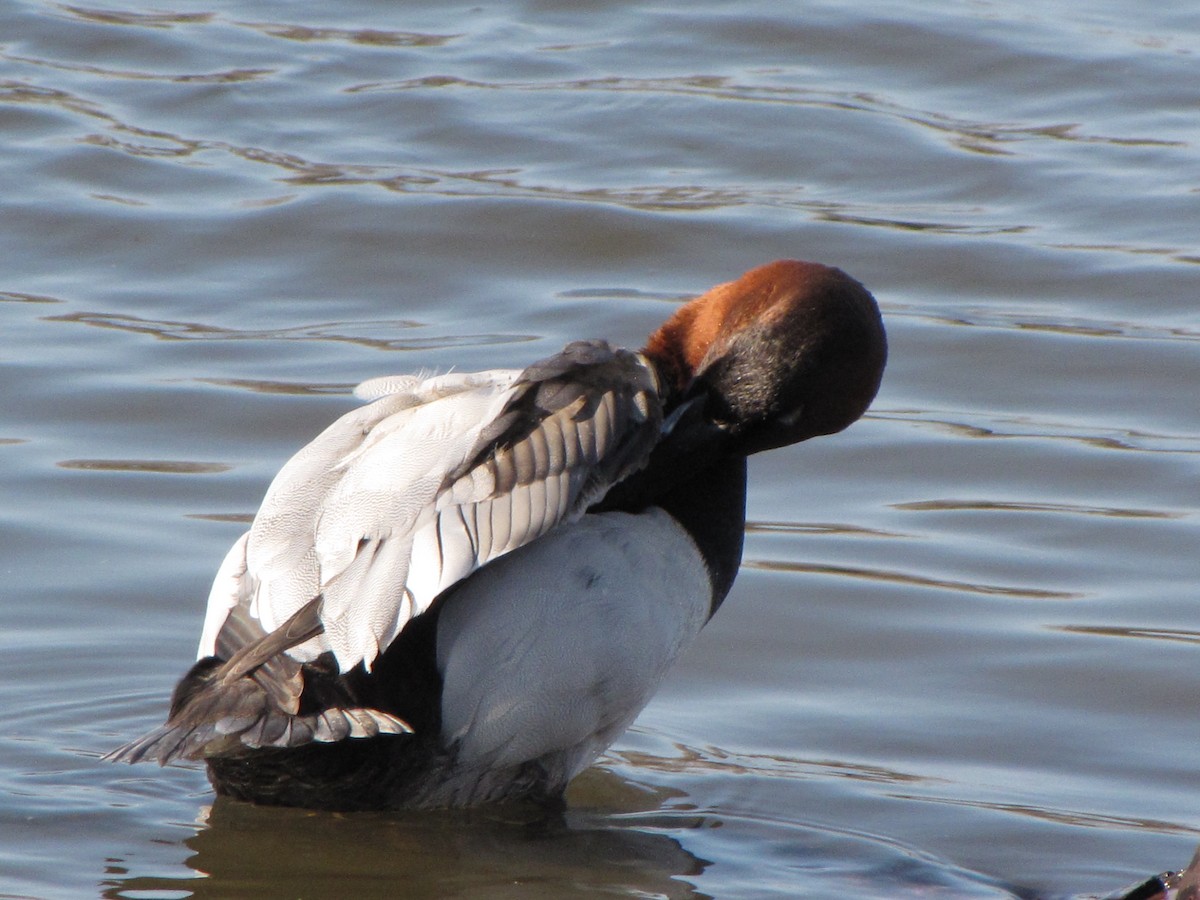 Canvasback - ML44298821
