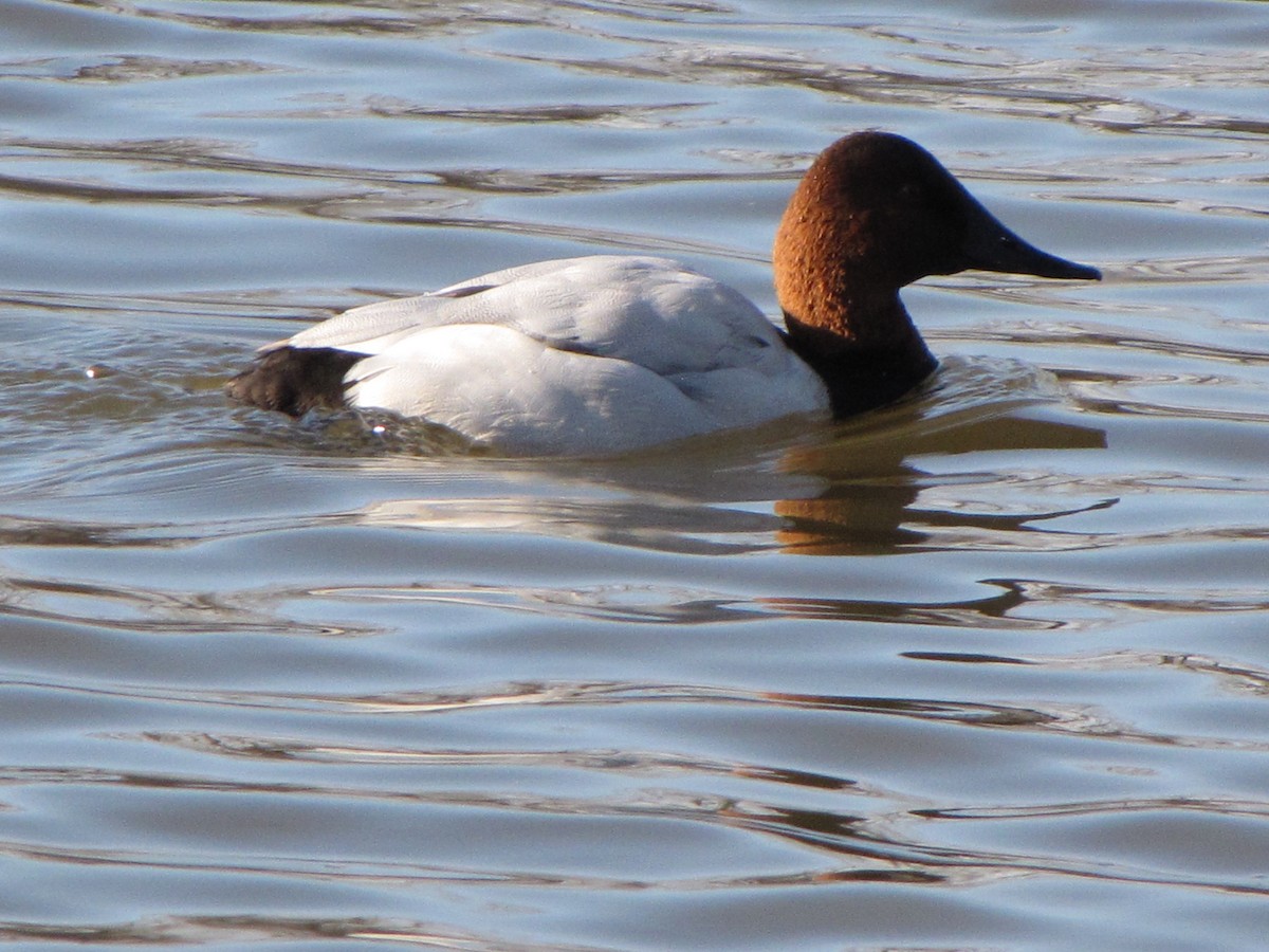 Canvasback - ML44298831