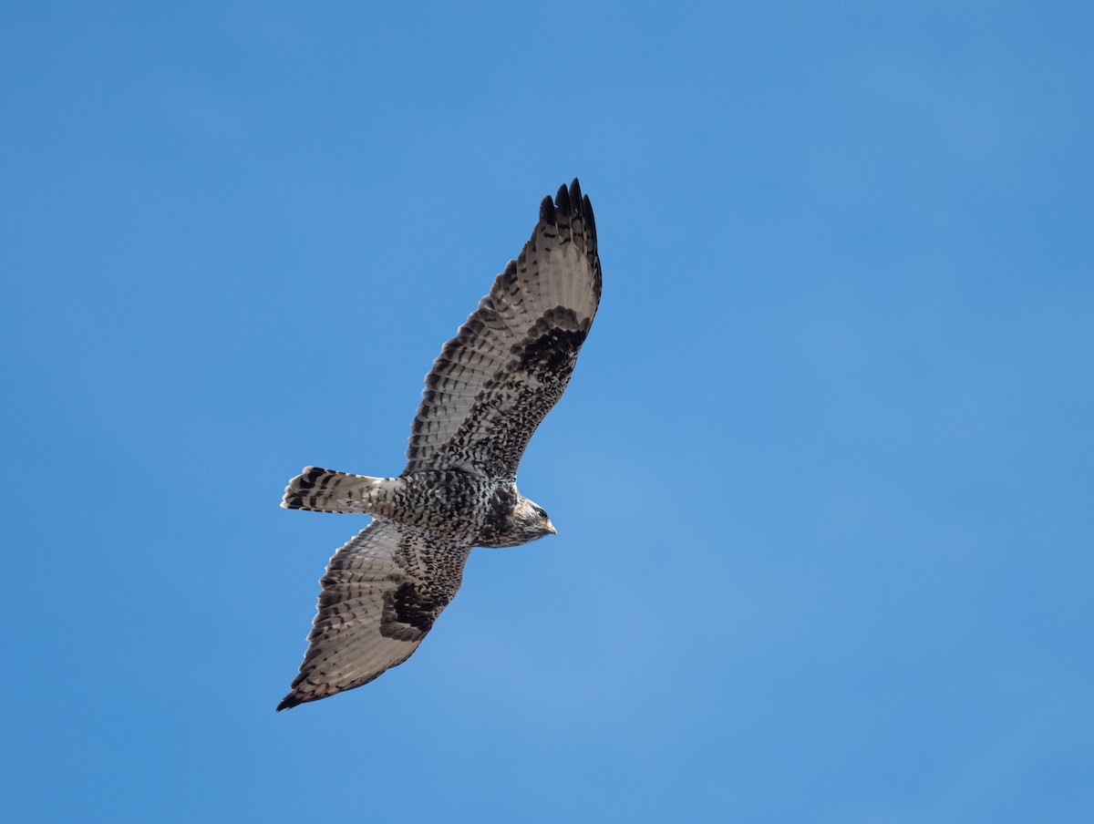 Rough-legged Hawk - ML442988871