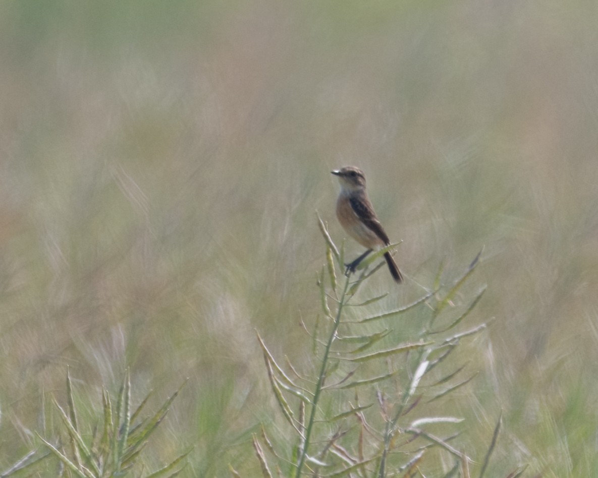 Pitxartxar mantxuriarra - ML442988931