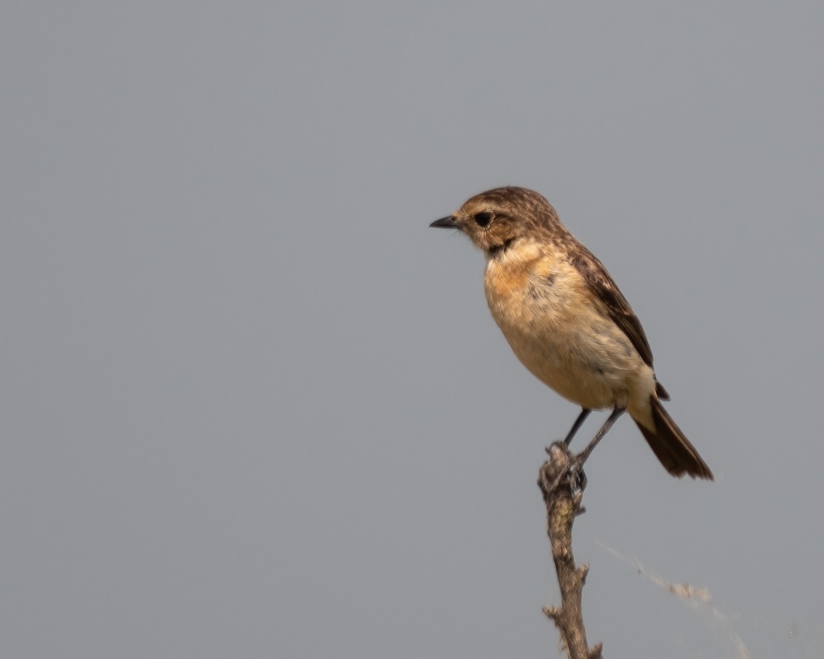 Pitxartxar mantxuriarra - ML442988941