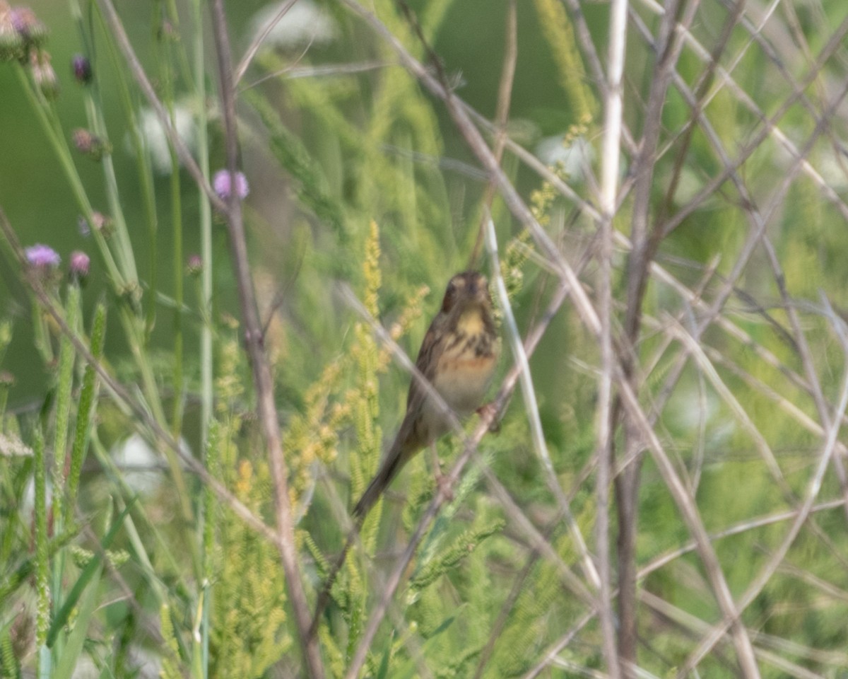 Berdantza masailgorria - ML442989321