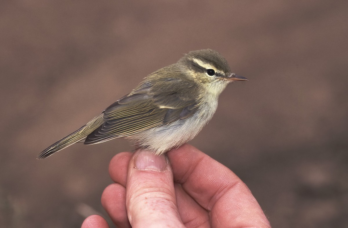 Txio berdexka - ML442989661