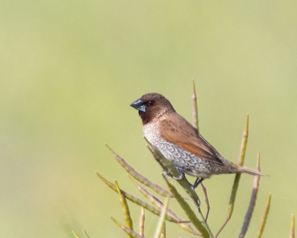 Scaly-breasted Munia - ML442989871
