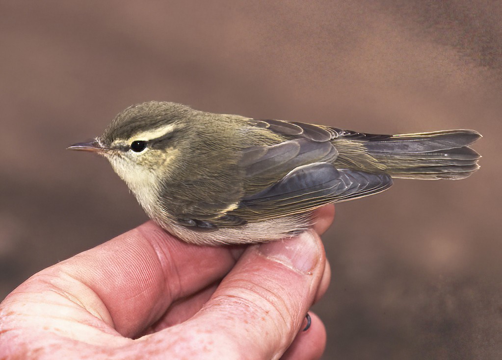 Txio berdexka - ML442990551