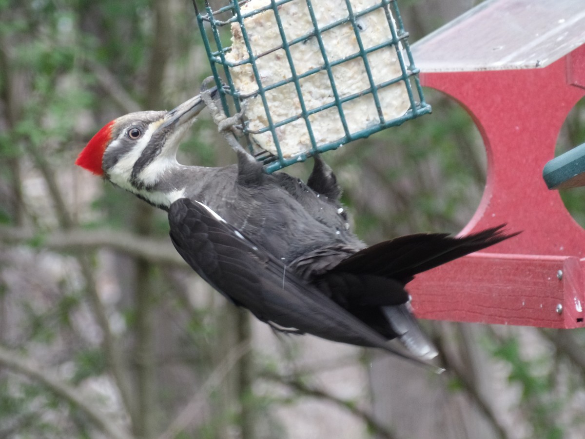 Pileated Woodpecker - ML442990691