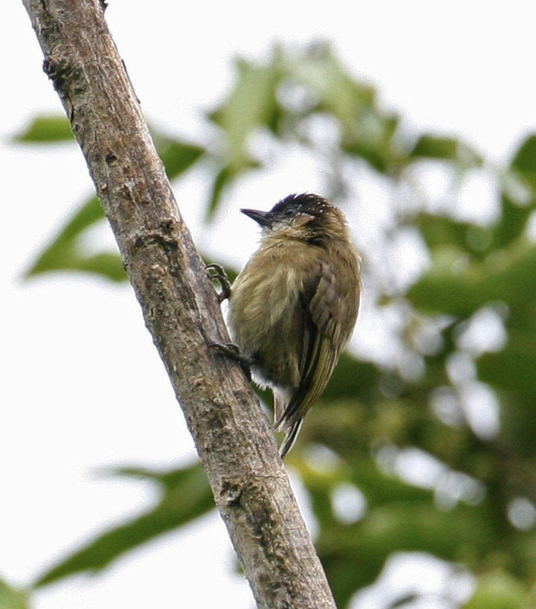Olivaceous Piculet - ML442990741