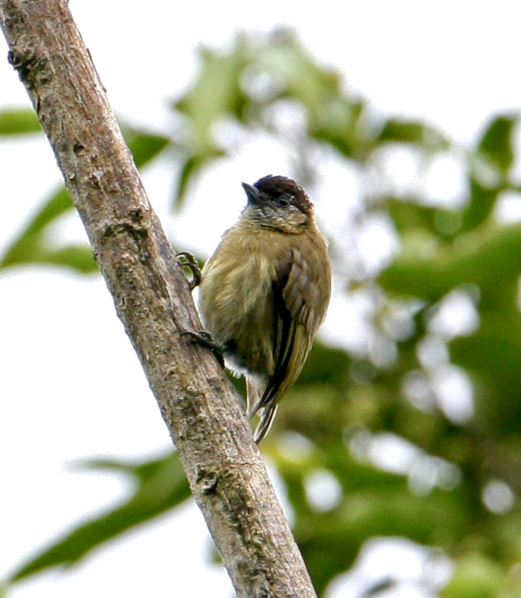 Olivaceous Piculet - ML442990751