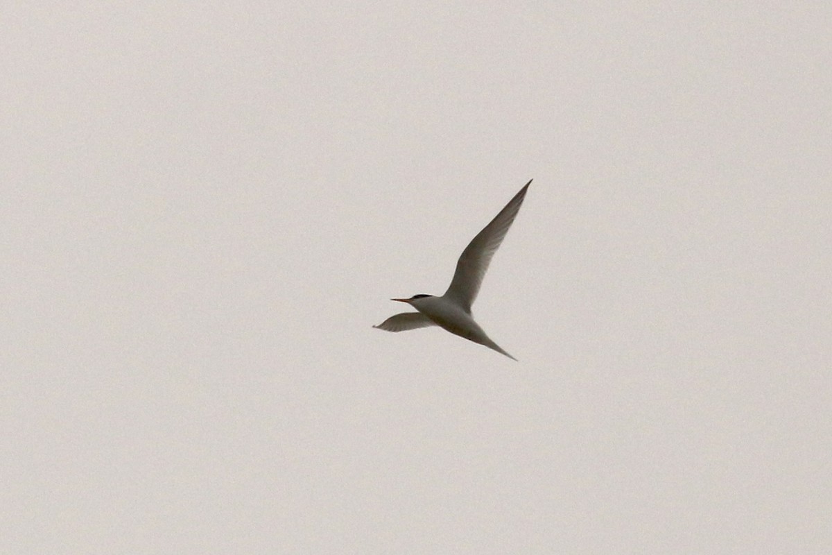 Little Tern - ML442991321