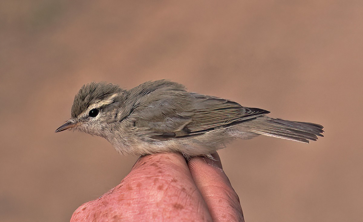 Txio berdexka - ML442992031