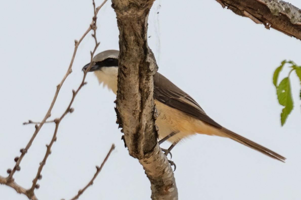 Antzandobi arrea - ML442992551