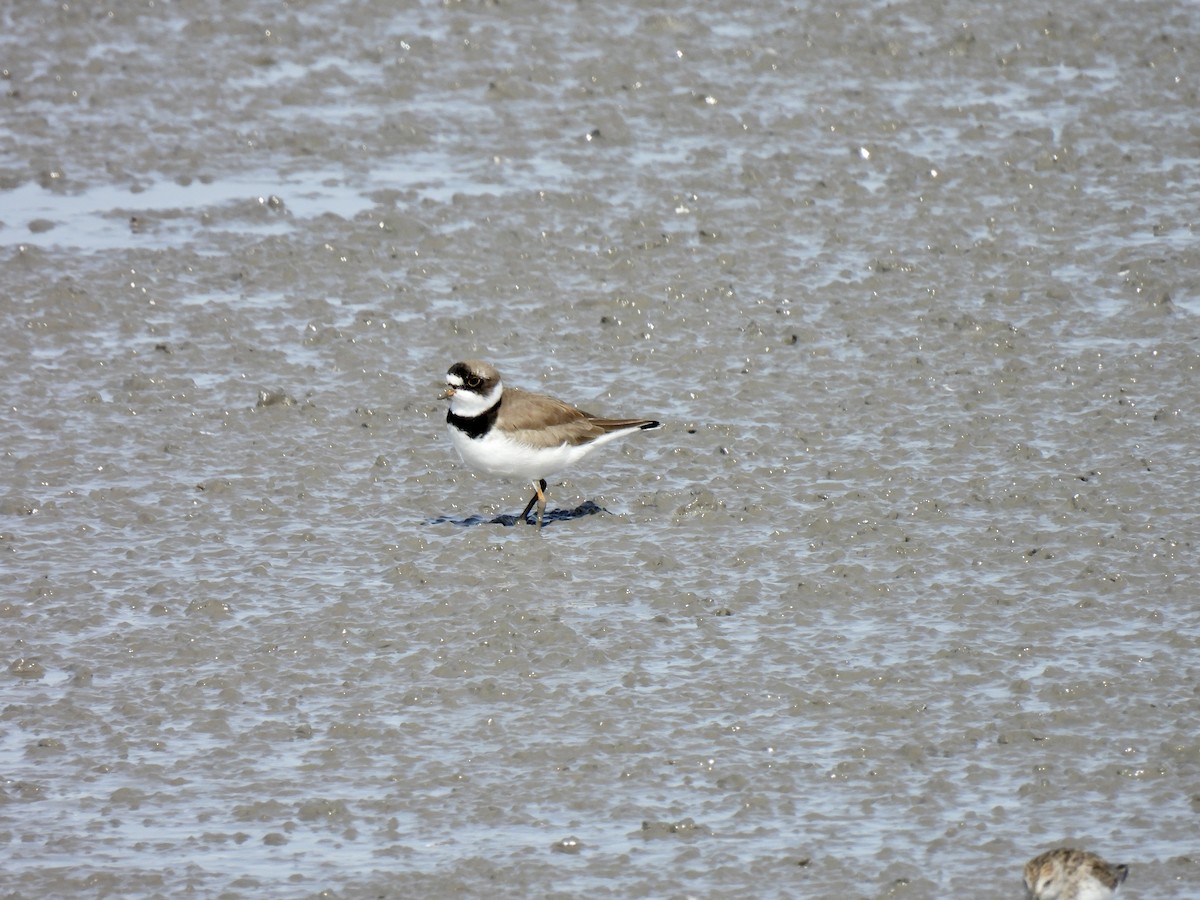 Semipalmated Plover - ML442992711