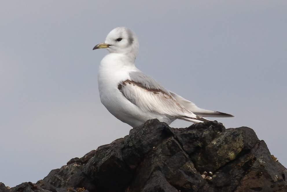 Black-legged Kittiwake - Mitch (Michel) Doucet