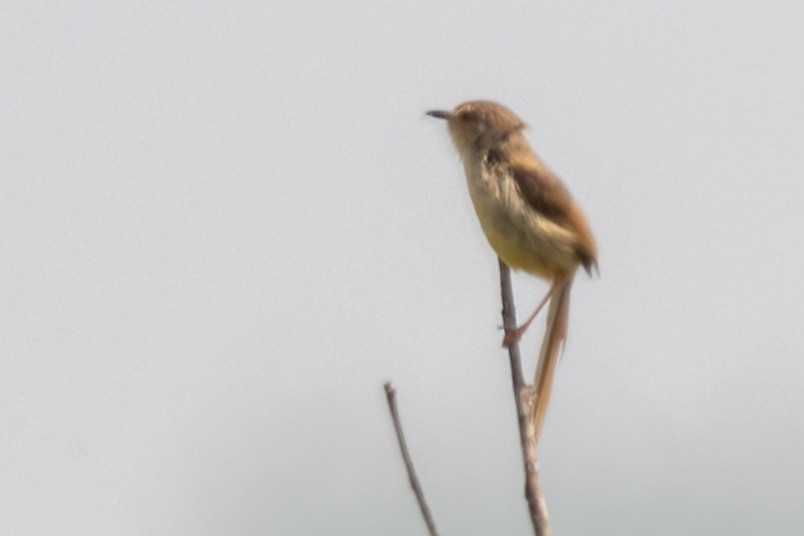 Plain Prinia - ML442992891
