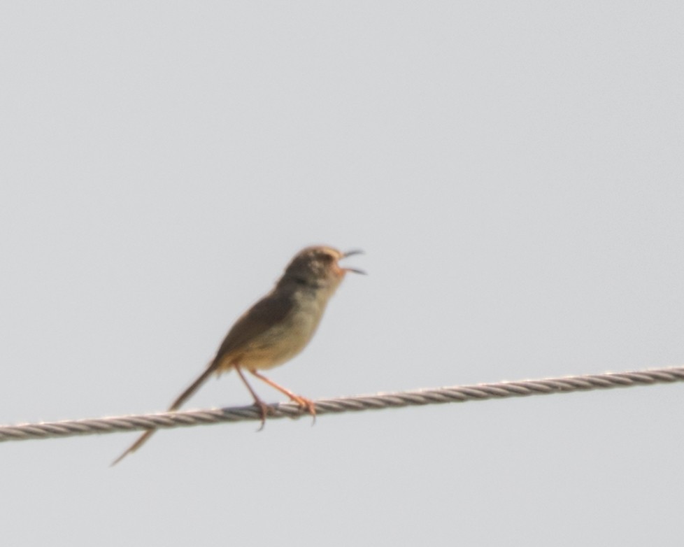 Plain Prinia - ML442992901