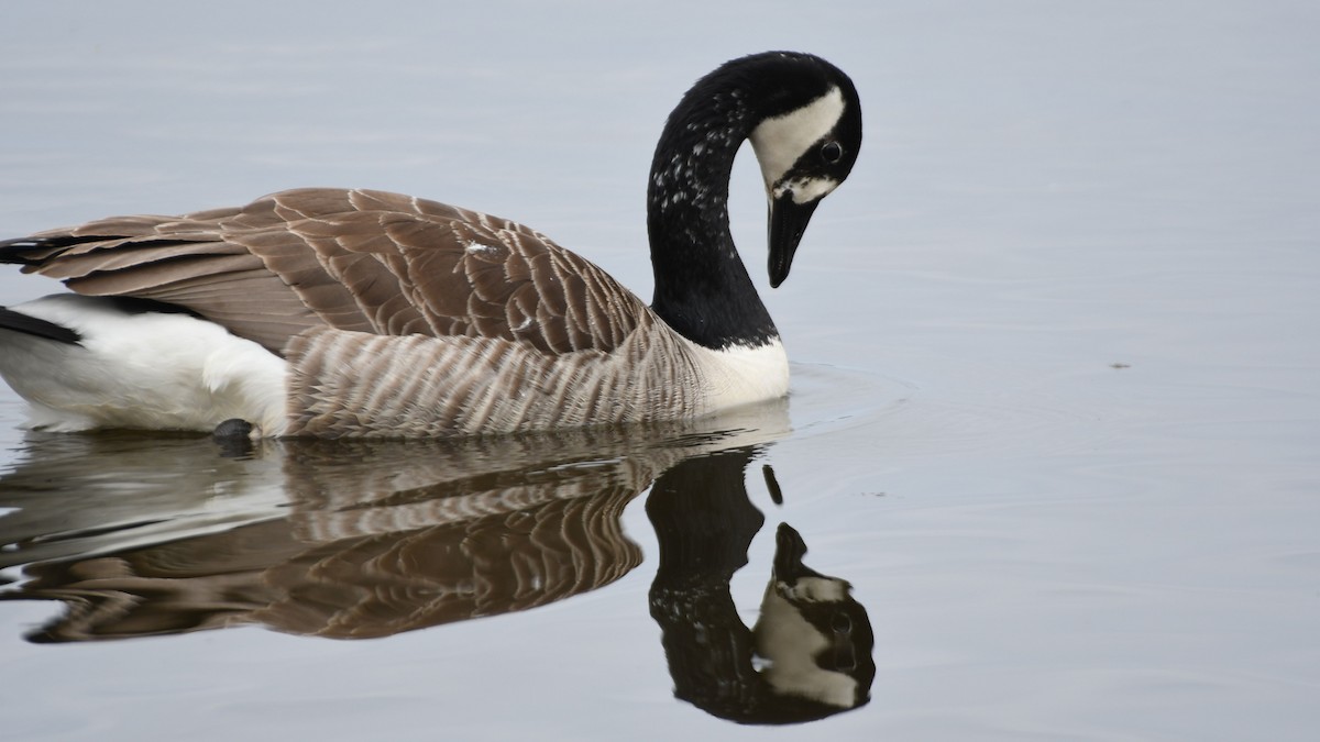 Canada Goose - ML442994681