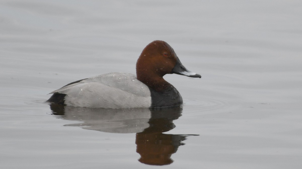 Common Pochard - ML442994701