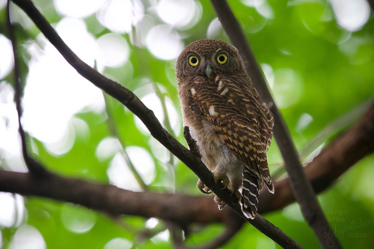 Asian Barred Owlet - Sam Hambly